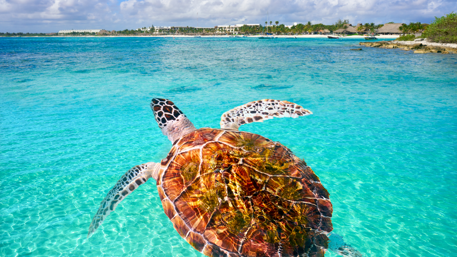 Sea turtle swimming in the turquoise waters of Akumal